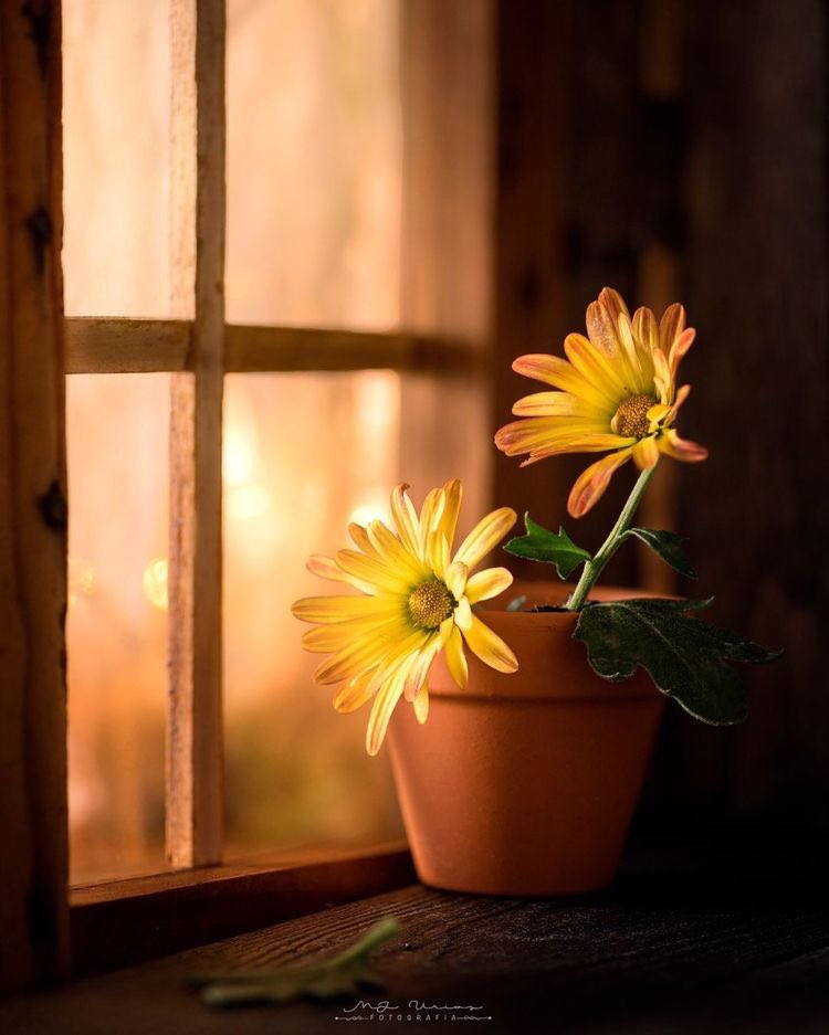 🌹مريم العيد🌹🦋🍒 (@yqo123) on Twitter photo 