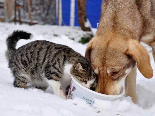 ShallWeTR's tweet photo. 📢Bilgi : Kışın köpekler 17 saat kediler ise 6 saat aç kalırsa donarak ölürler...Ayrıca özellikle kediler üşümemek için araç motorlarına ve ya lastik üstlerine çıkarlar..

Onları unutmayalım❄️🙏 https://t.co/Nt9kdJgprH