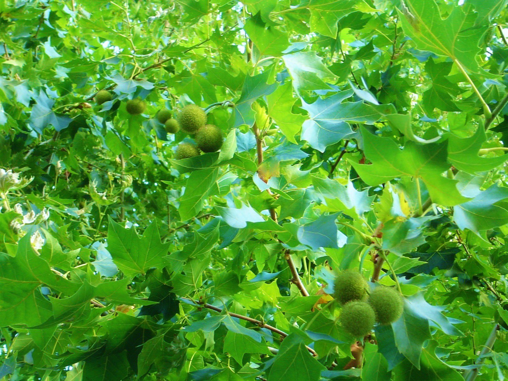 プラタナス Twitter Search Twitter