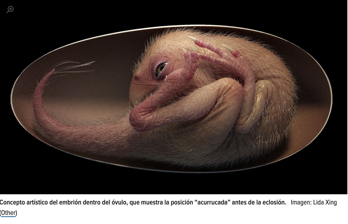 MarGomezH's tweet photo. Descubren un embrión de dinosaurio increíblemente conservado.

Encontrado en el sur de China, el huevo sin eclosionar data de hace entre 66 millones y 72 millones de año.

¡Qué pasada!
https://t.co/IYUqOmt7eh https://t.co/o6P1zUAjnO