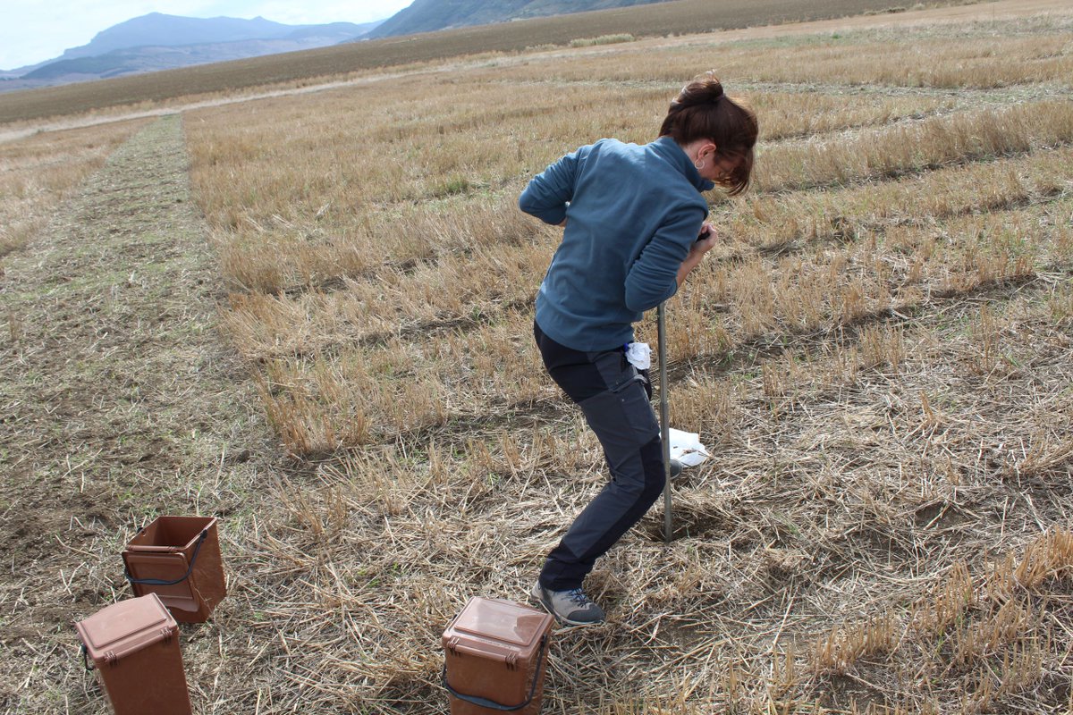 Innovar_EU's tweet photo. This year, @ISRICorg collaborated with national partners for @Innovar_EU field work. At this #varietytesting site in Navarra, Spain, a team from @unizar team (Prof Badia et al.) assessed this fertile, heavy clay #soil cultivated with winter cereals. #fieldcampaign #soilscience https://t.co/QNM0Js7Ltz