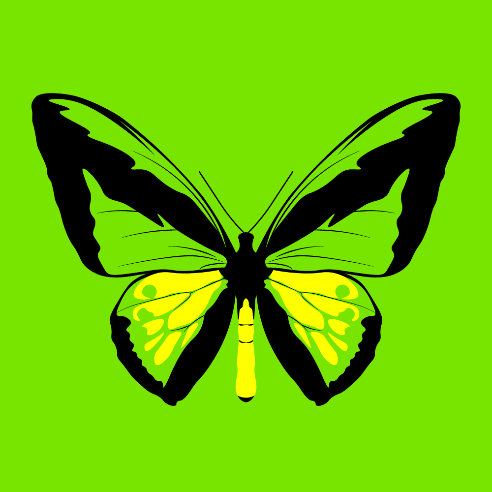 crow_mage's tweet photo. The Goliath birdwing (Ornithoptera goliath) is the world's second-largest butterfly. Villagers in New Guinea earn money selling specimens to foreign collectors, which ironically helps ensure preservation of the butterfly's natural habitat and population. https://t.co/16TjFP6EeT