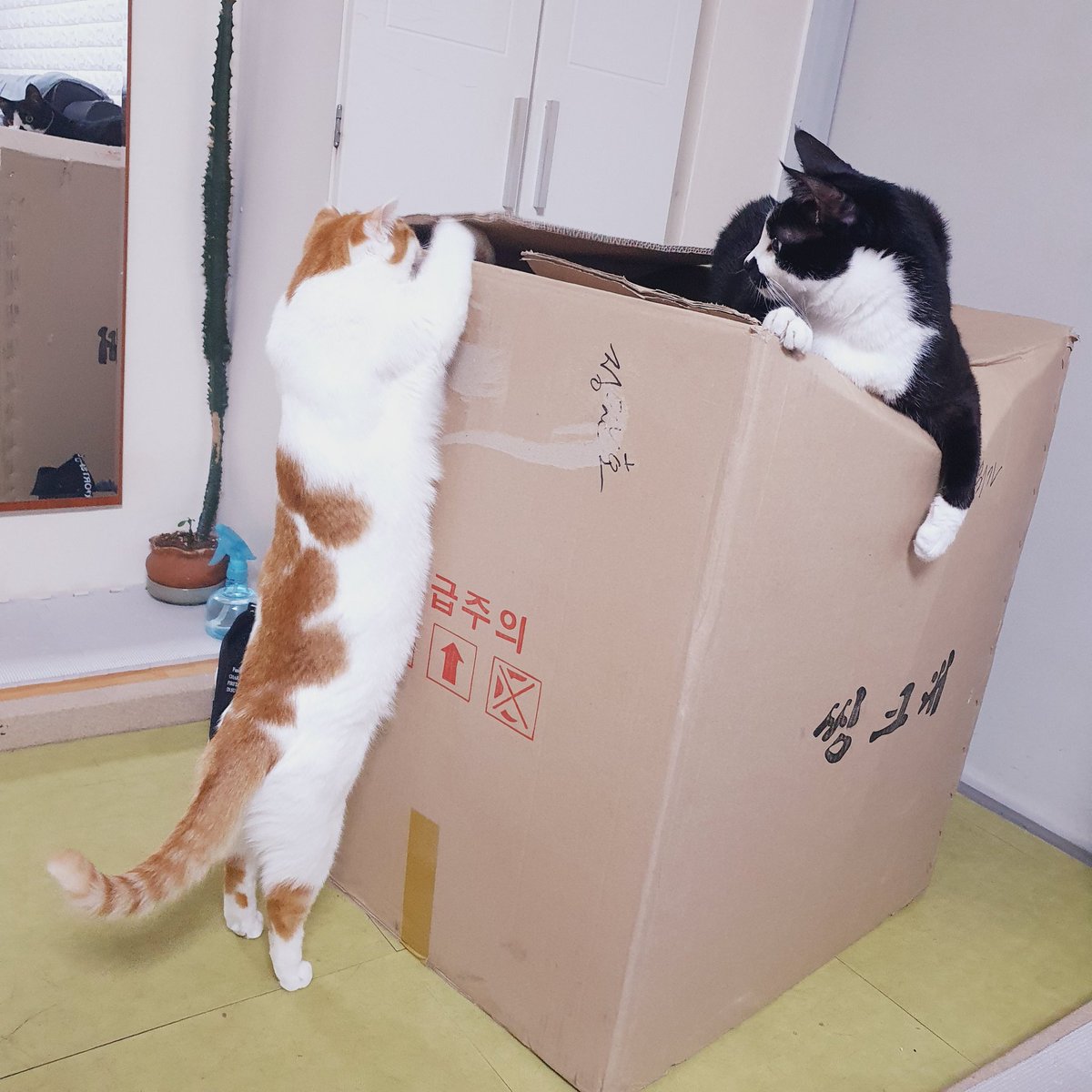 ...큰놈 때문에 박스 위쪽이 찌그러져서 테이프질 애먹었지만..
저희집도 이불,담요,방석들 바리바리 보냈어요.
여러분도 겨울맞이 장롱 정리할 때 동물친구들 떠올려주세요~!