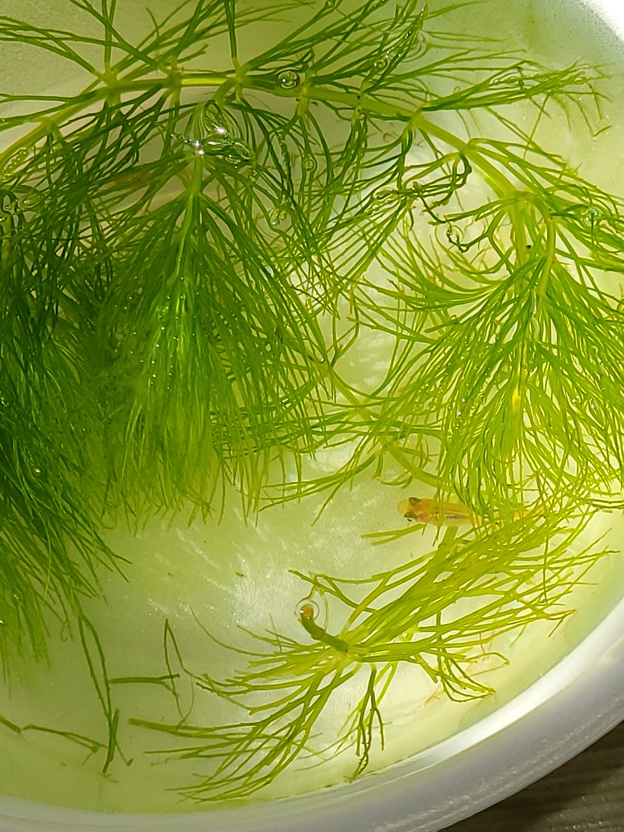 正しいマツモの植え方実践法 育て方 増やし方 枯れ 溶けの対処法まで Every Day