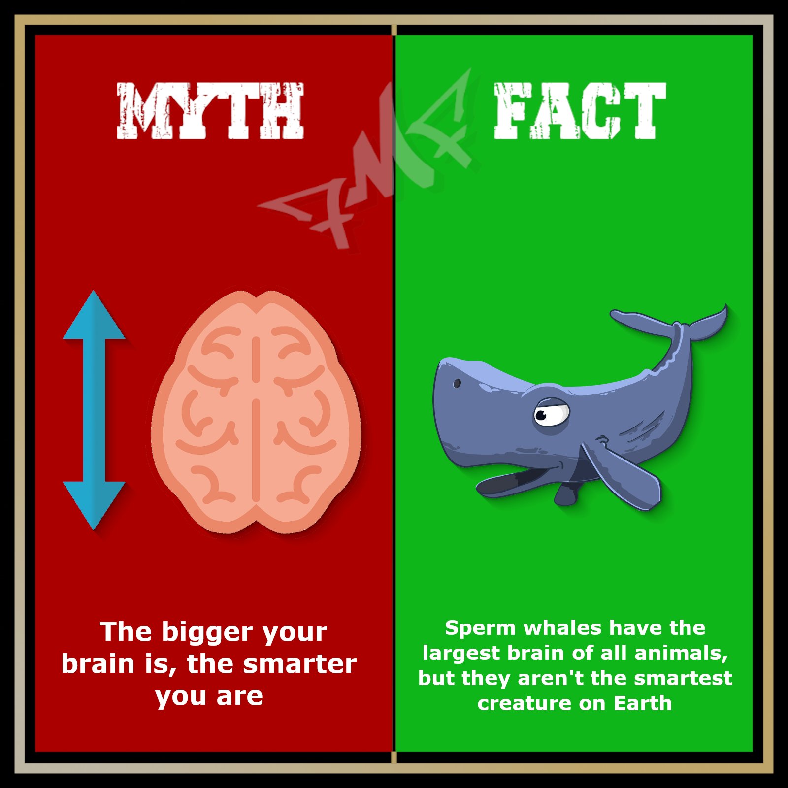 Top 91 + Animal with heaviest and largest brain - Lestwinsonline.com