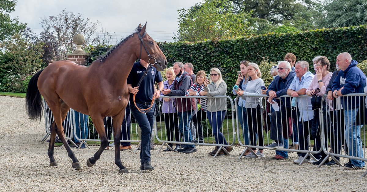 ownersgroupuk's tweet photo. It was great to welcome owners back to stable visits in 2021. We are busy planning lots more events for owners to meet their horses in 2022. #StableVisits #OwnersGroup https://t.co/JmYgLNnBox