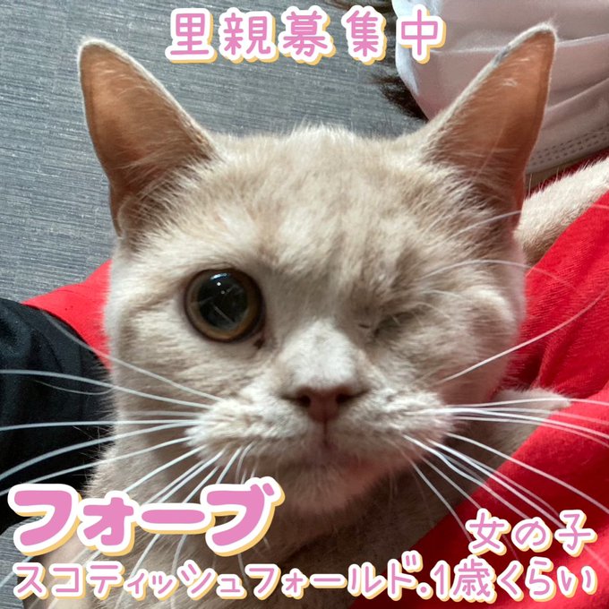 保護猫カフェ鶴橋店のtwitterイラスト検索結果 保護猫カフェ鶴橋店のtwitterイラスト検索結果