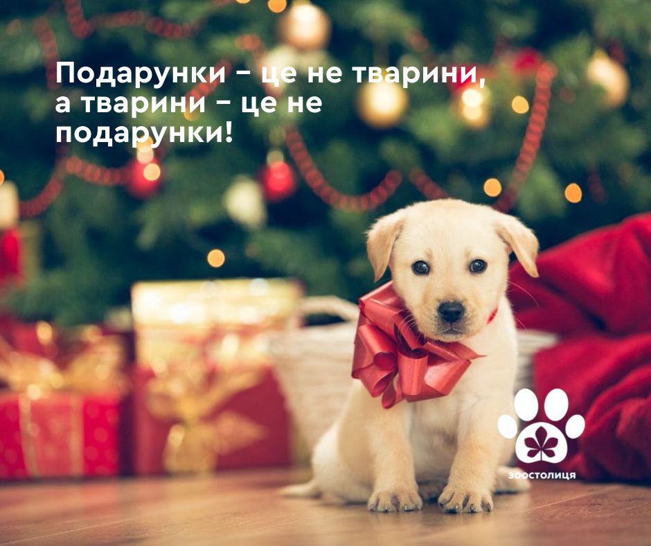 ZooKyiv's tweet photo. Рішення про взяття тварини в сім’ю не має бути легковажним і країни Європи це розуміють. Більшість європейських притулків захищають тварин від імпульсивних господарів. 
Детальніше: https://t.co/Qg0JpLX9Hd https://t.co/XHlhTLRgKk