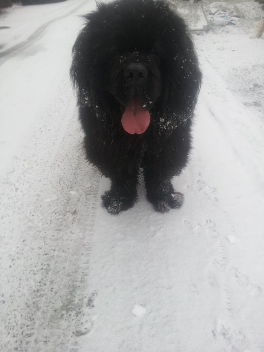 Frostnuffe's tweet photo. Heyy look!

We got snow today. 
Just a tiny bit, maybe it stays for xmas 😊 https://t.co/TD0hQVIdrJ