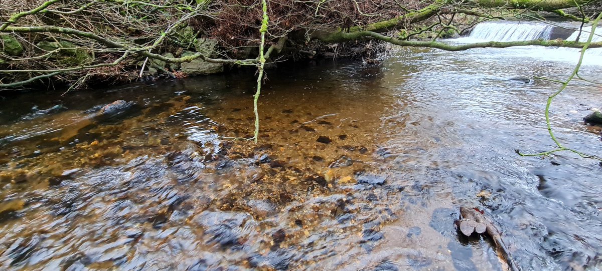 jason_nash01's tweet photo. Started a project for the East Wicklow Rivers Trust this week which includes surveying and designing a fish passage solution for two fish migration barriers. Some redds seen downstream! A great project to see out the year #salmon #trout #lamprey #eel #fishpassage #letthemswim https://t.co/uQVdgMkiId