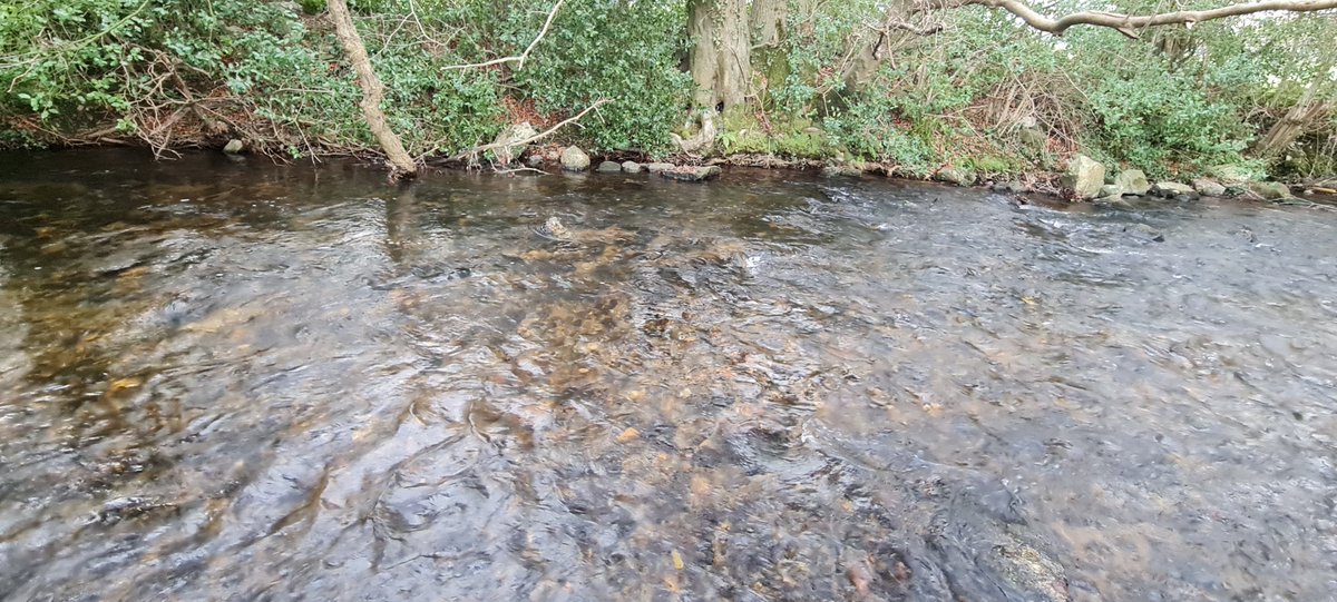 jason_nash01's tweet photo. Started a project for the East Wicklow Rivers Trust this week which includes surveying and designing a fish passage solution for two fish migration barriers. Some redds seen downstream! A great project to see out the year #salmon #trout #lamprey #eel #fishpassage #letthemswim https://t.co/uQVdgMkiId