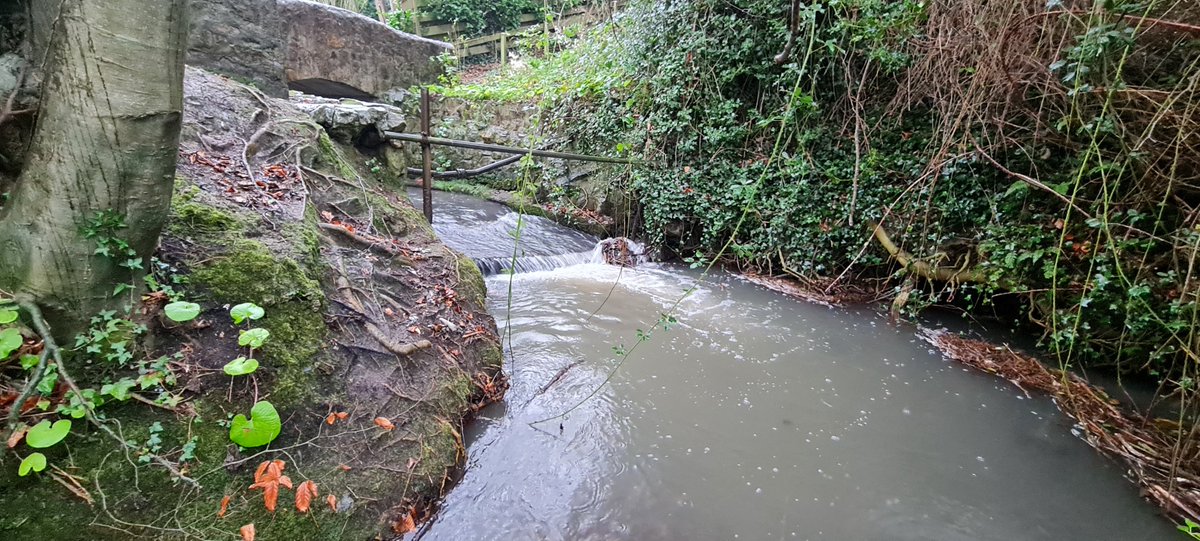 jason_nash01's tweet photo. Started a project for the East Wicklow Rivers Trust this week which includes surveying and designing a fish passage solution for two fish migration barriers. Some redds seen downstream! A great project to see out the year #salmon #trout #lamprey #eel #fishpassage #letthemswim https://t.co/uQVdgMkiId