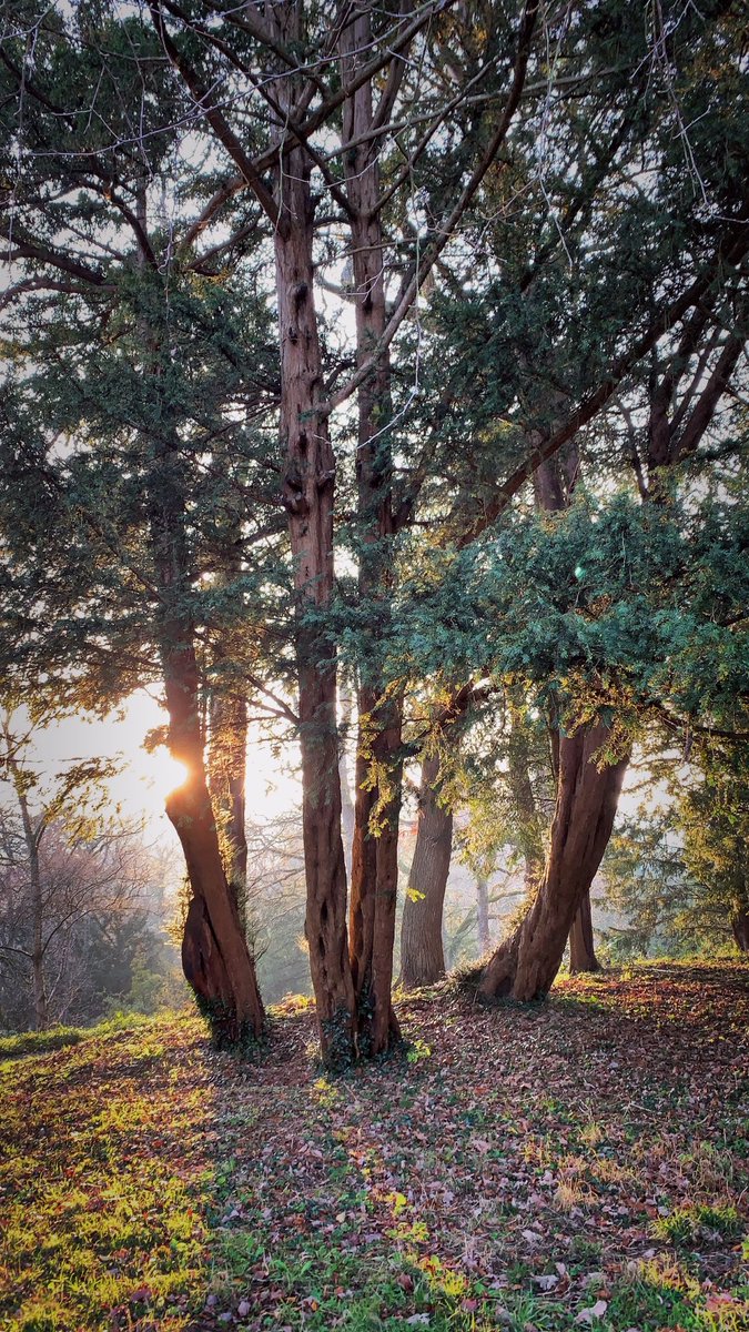 Mish_78's tweet photo. Beautiful @BodnantGardenNT in the Winter https://t.co/O1f9mTbLbt