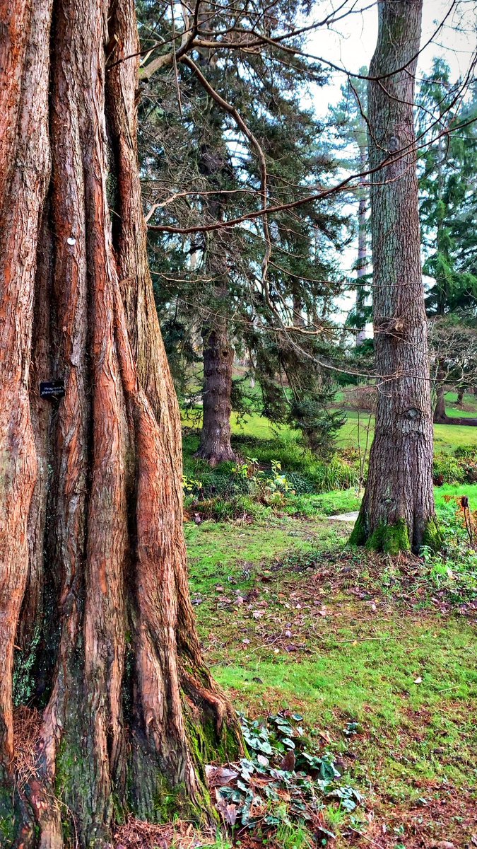 Beautiful @BodnantGardenNT in the Winter
