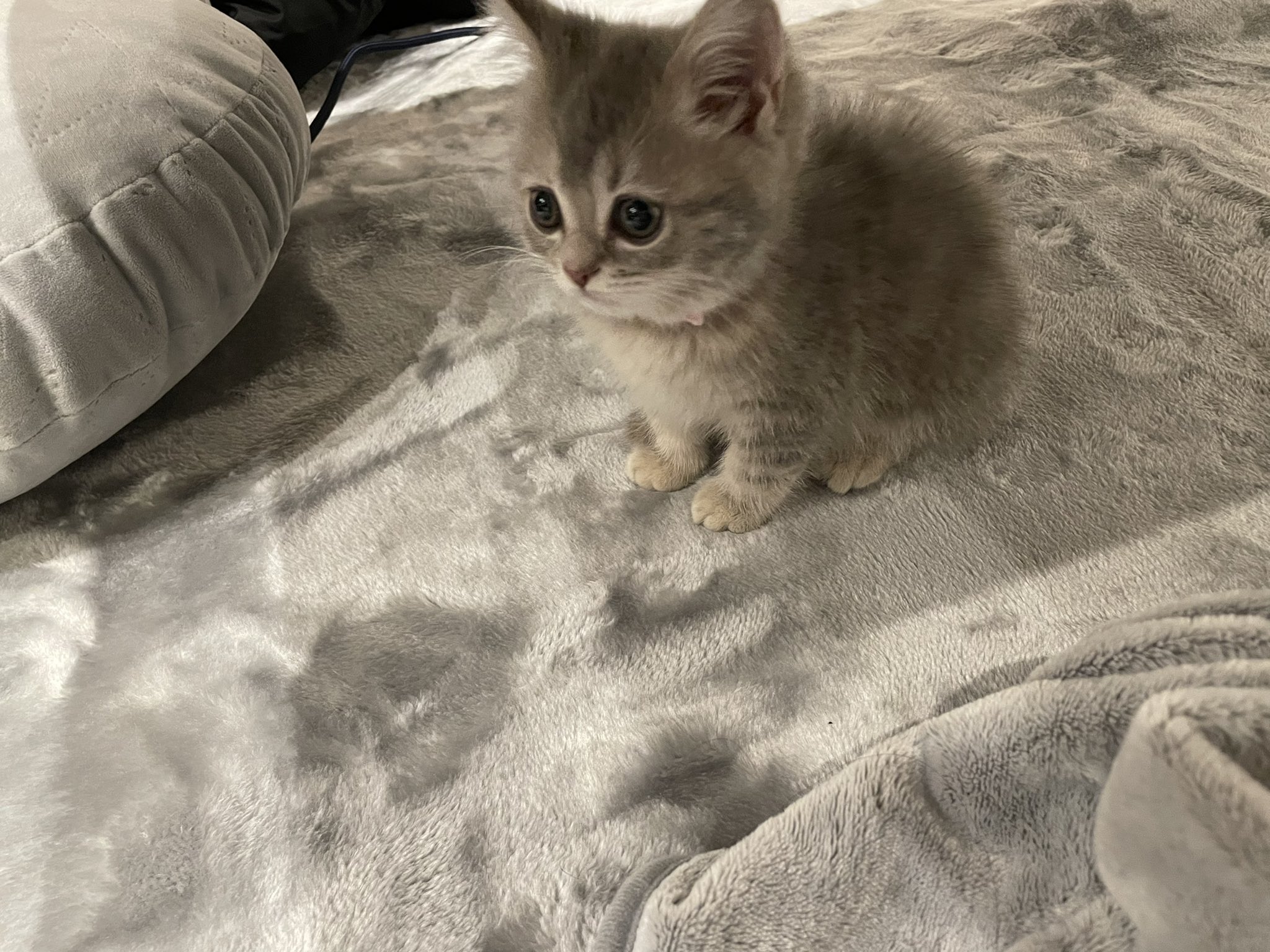 Twitter 上的 おんぷちゃん ちょこんてしてる ミヌエット マンチカン かわいい子猫 猫がいる生活 ミヌエット赤ちゃん 子猫と暮らす T Co 6xxpj2xa Twitter