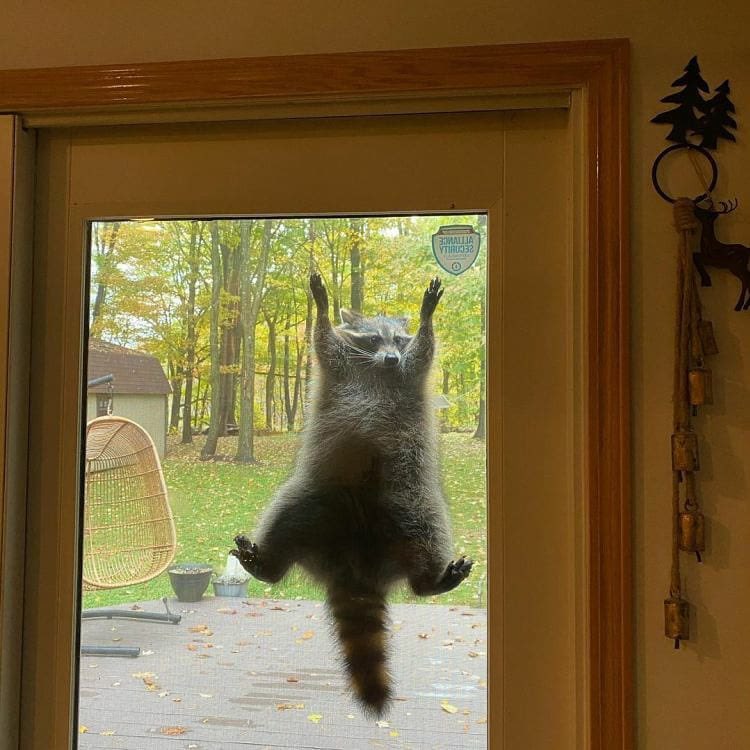raccoonhourly tweet picture