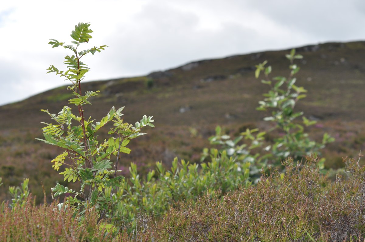 Rewild Scotland 🏴󠁧󠁢󠁳󠁣󠁴󠁿🌳 tweet media