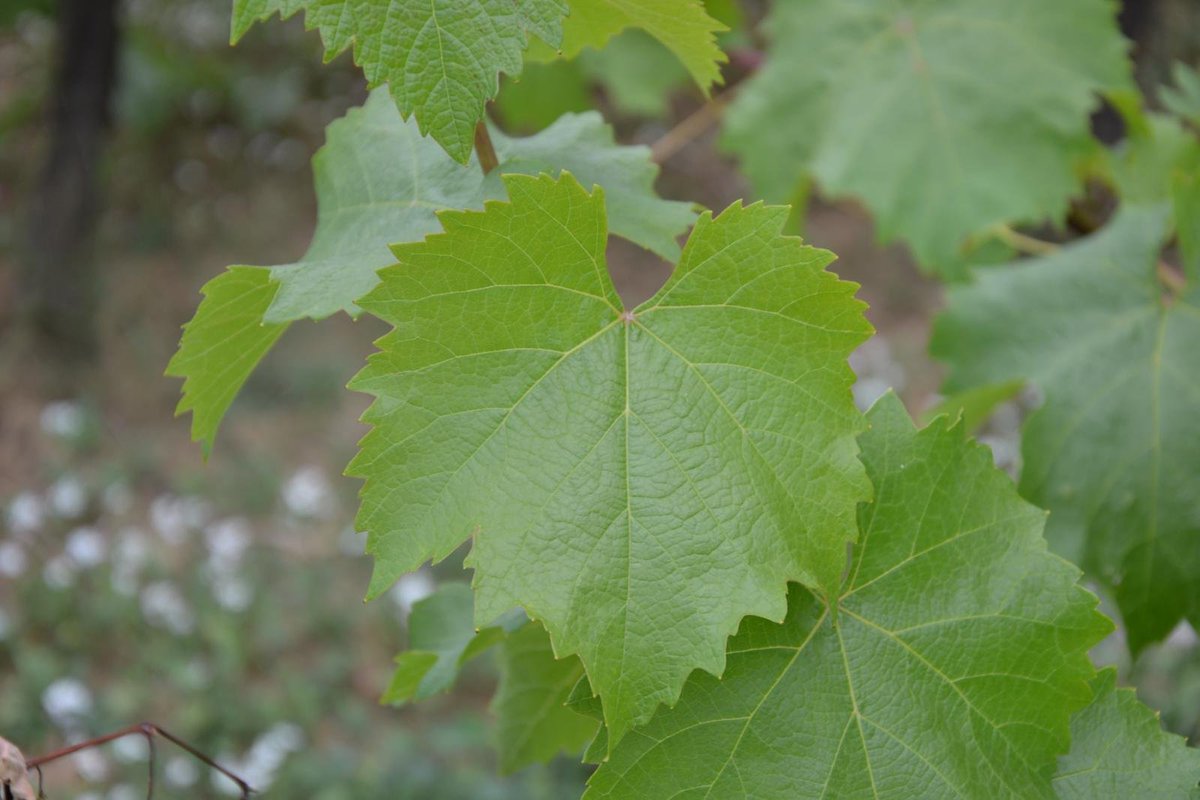 EnologyV's tweet photo. The wild grape vine is truly a #vining plant; this means it has no solid, upright trunk. This climbing, multi-stemmed vine can grow so well it can totally envelop bushes and #trees. https://t.co/1s4GAjYuib