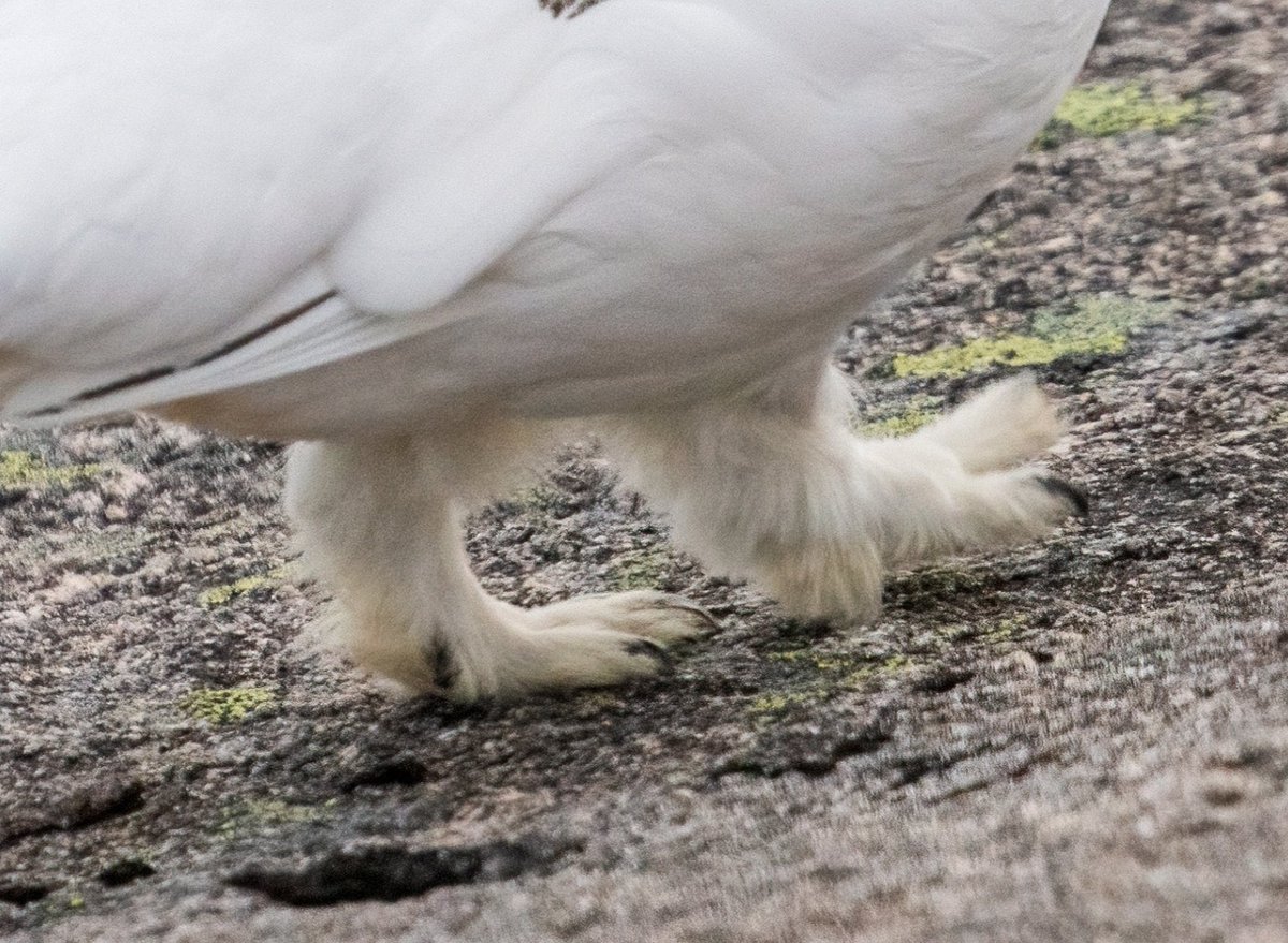 Take a moment to appreciate this Ptarmigan's fluffy pants