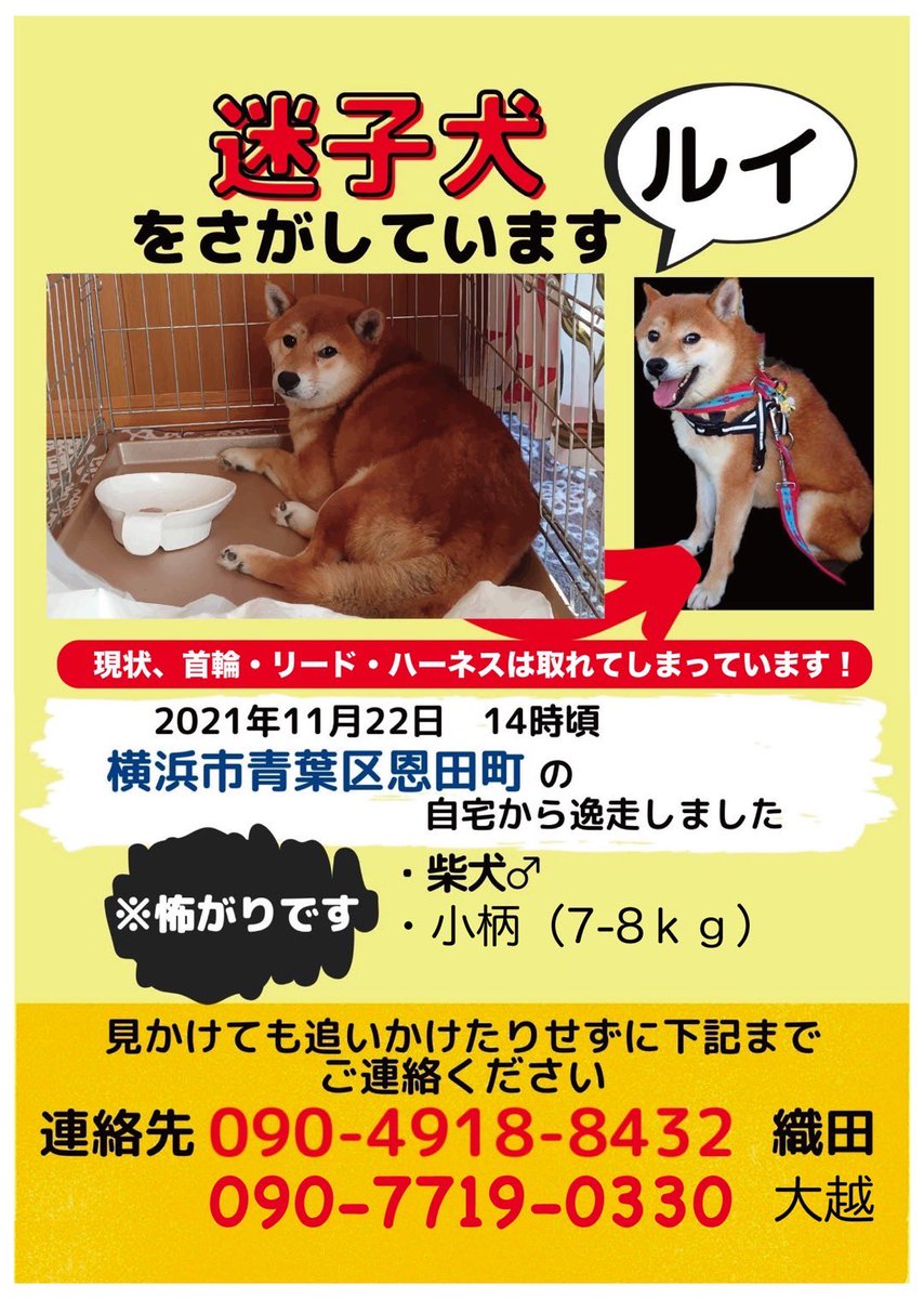 mii3030's tweet photo. 拡散希望
同じ地区での情報を、2件いただきましたが、いずれもルイくんではありませんでした。
今日で調度1ヶ月経ってしまいました。目撃情報が全くといいほど上がりません。
少しの可能性も頼りです。
よろしくお願いします。
#青葉区 #柴犬 #迷子犬 #保護犬 #恩田町 #横浜  #子供の国 #榎ヶ丘 https://t.co/kLbHRUf6lj