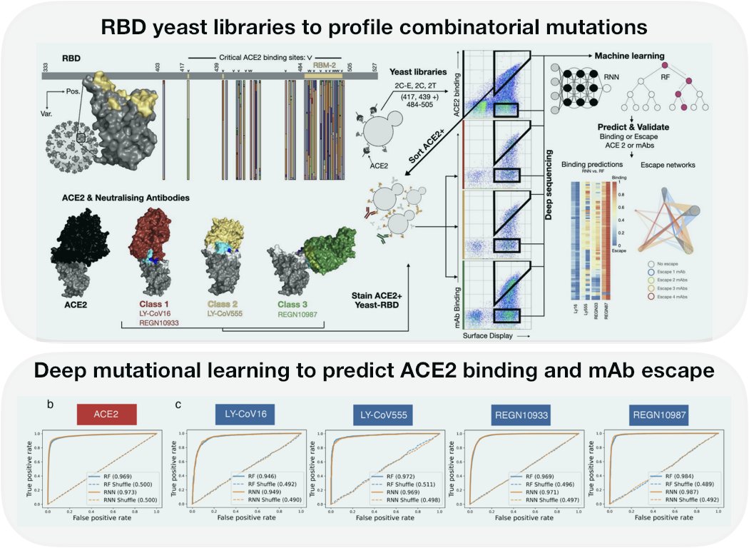 Alex Yermanos (@alexyermanos) on Twitter photo Highlighting our recent work from <a href="/ReddyLab_ETHZ/">LSSI Reddy</a> involving the construction of combinatorial RBD libraries that were used to infer and validate ACE2 binding and escape from clinically relevant mAbs. Moving towards in silico prediction of escape for emerging variants🤓 Highlighting our recent work from <a href="/ReddyLab_ETHZ/">LSSI Reddy</a> involving the construction of combinatorial RBD libraries that were used to infer and validate ACE2 binding and escape from clinically relevant mAbs. Moving towards in silico prediction of escape for emerging variants🤓