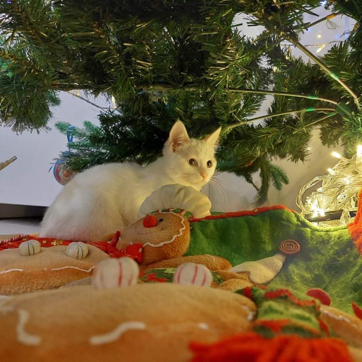 Царайны бядтай муужийтай шүү