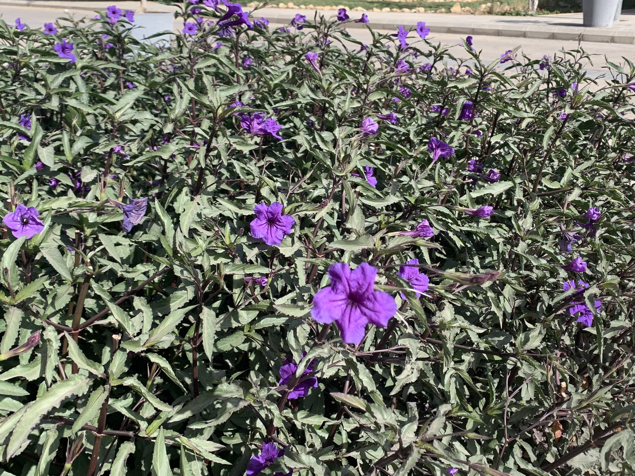 اشجار الرياض on Twitter: 