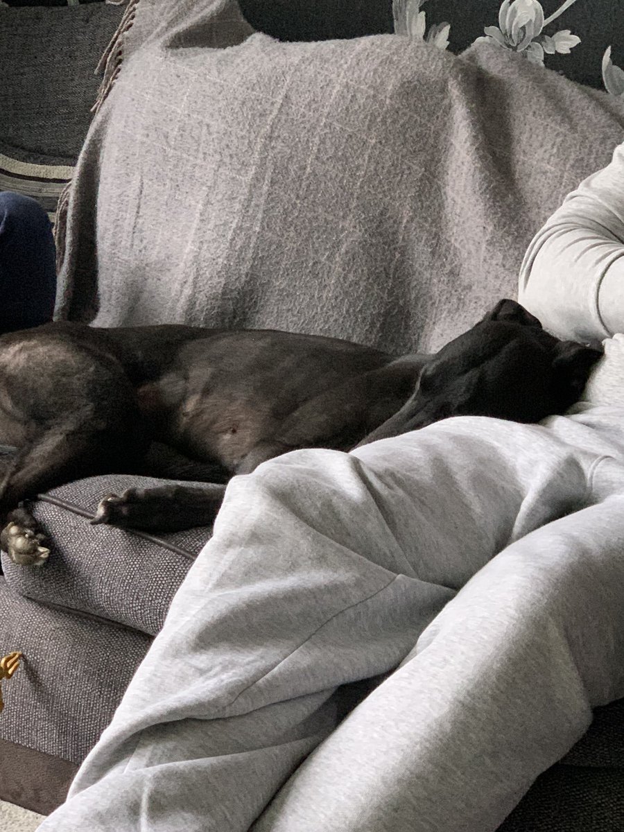 AmieAsson's tweet image. So we’ve had Rosie for 8 weeks tomorrow and only last night has she decided she’s going to sit on the sofa. I’m so pleased she now feels so content with us that she is confident to relax without any worries #Greyhound #SofaDog #AdoptDontShop