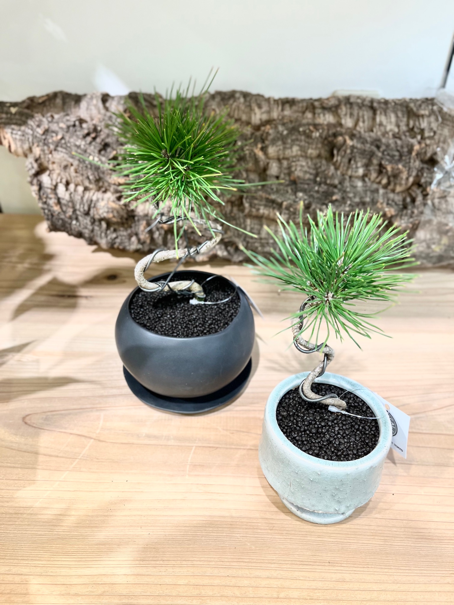 観葉植物 ボタニカルラウンジ Onlineショップopen Botanicallounge Twitter
