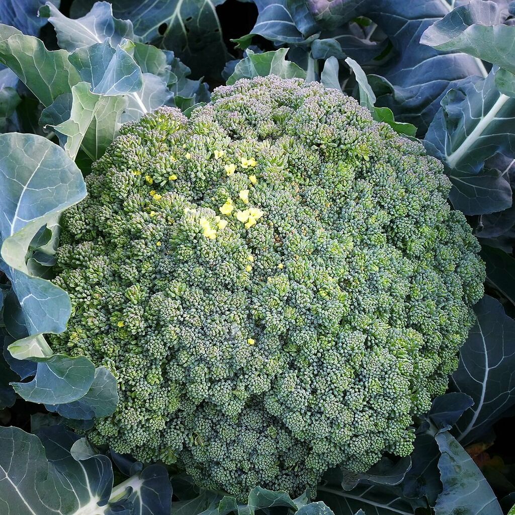 デジ野菜 またまたやってしまいました ブロッコリー の収穫に消費が追いつかず花が咲いてしまいましたw しっかりとタンパク質を取らさせていただきます ブロッコリー ブロッコリー収穫 ブロッコリー収穫 ブロッコリー花 ブロッコリー花咲いた