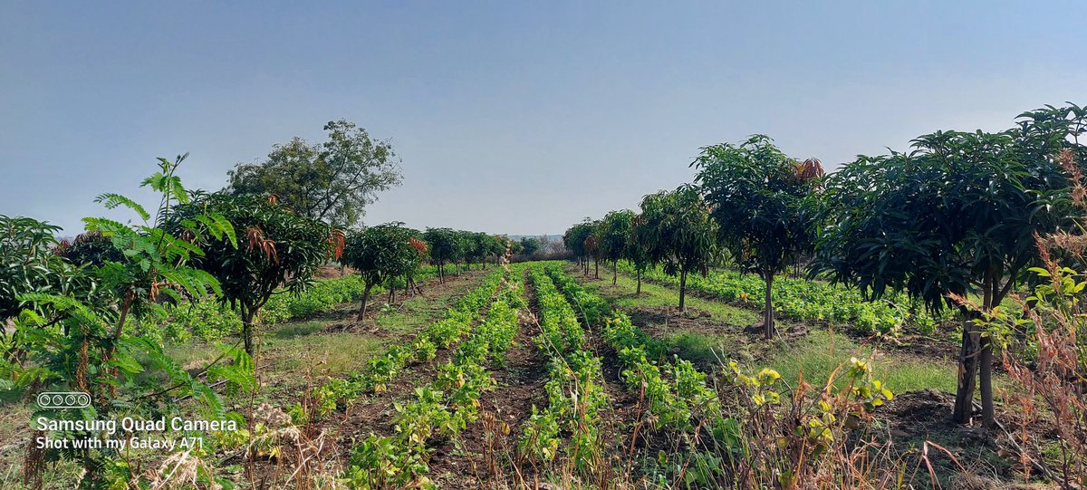 RameshJadhav8's tweet photo. Happy Farmer Day https://t.co/EIK0ppADVc