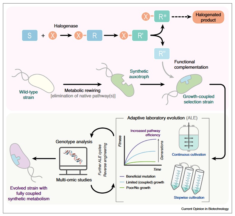 Pablo Iván Nikel @pabnik.bsky.social tweet media