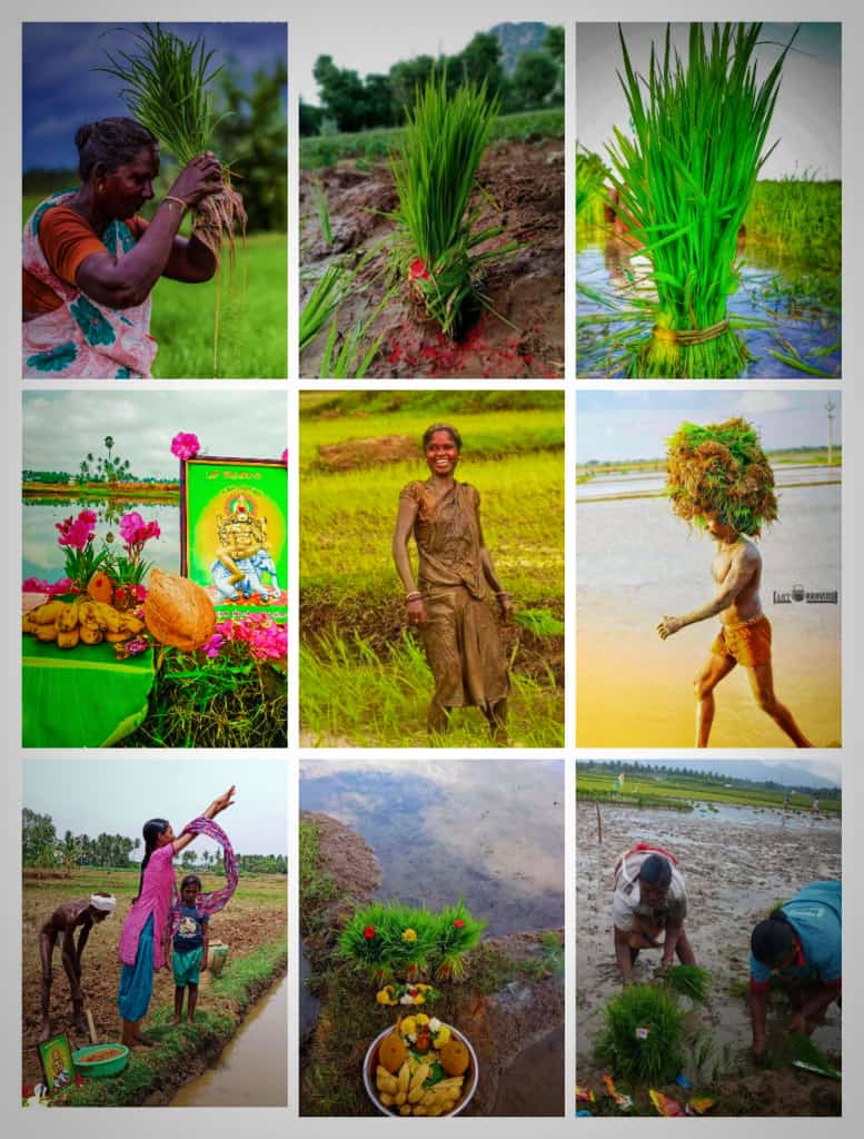 mallar_DKV's tweet photo. #மள்ளர்களேமூவேந்தர்கள் 

#வேளாண்மை என்பது எங்கள் மரபு🌾

#பள்ளர் #பள்ளி #மள்ளர் #உழவர் #உழத்தியர் #கடையர் #வேளாளர் #மேழியுடையவன் #ஆற்றுகாலாடியார் 🇧🇫

💪🌾உலக விவசாயகள் தினம்🌾💪 https://t.co/OYWqwBIkDh