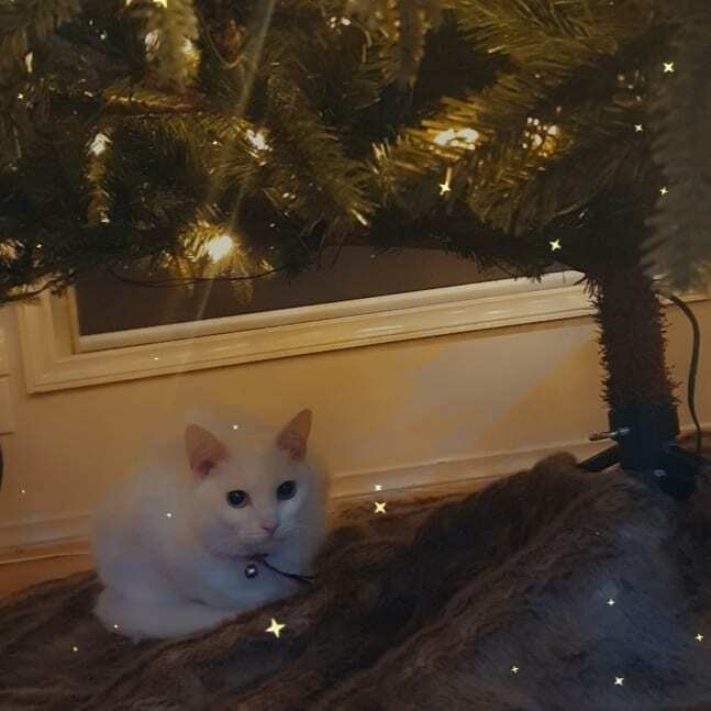 sarsscott3's tweet photo. Someone loves my new @balsamhillau Christmas tree ❤🐱 https://t.co/WsN1TkMRT9 https://t.co/eLwlMtCE4F