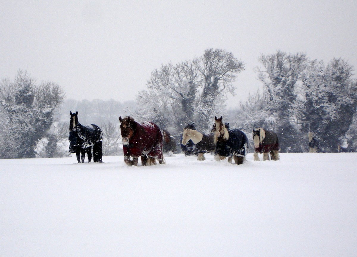 Merry Christmas to all our riders, volunteers, friends and supporters 🎄🐴