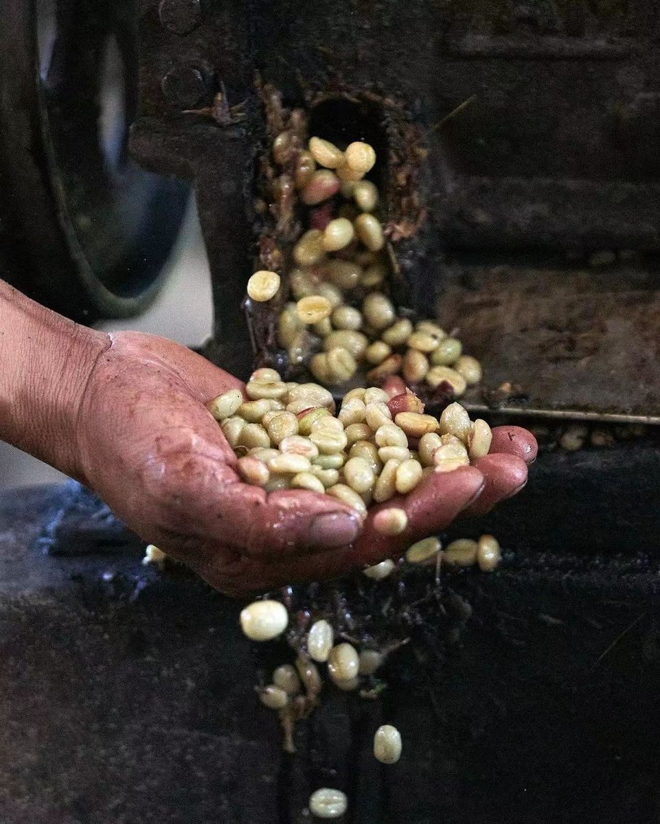 shen_shiwei's tweet photo. It’s the Ethiopian coffee season now.
🇪🇹☕️ Coffee Origin https://t.co/gsy83FoEUQ