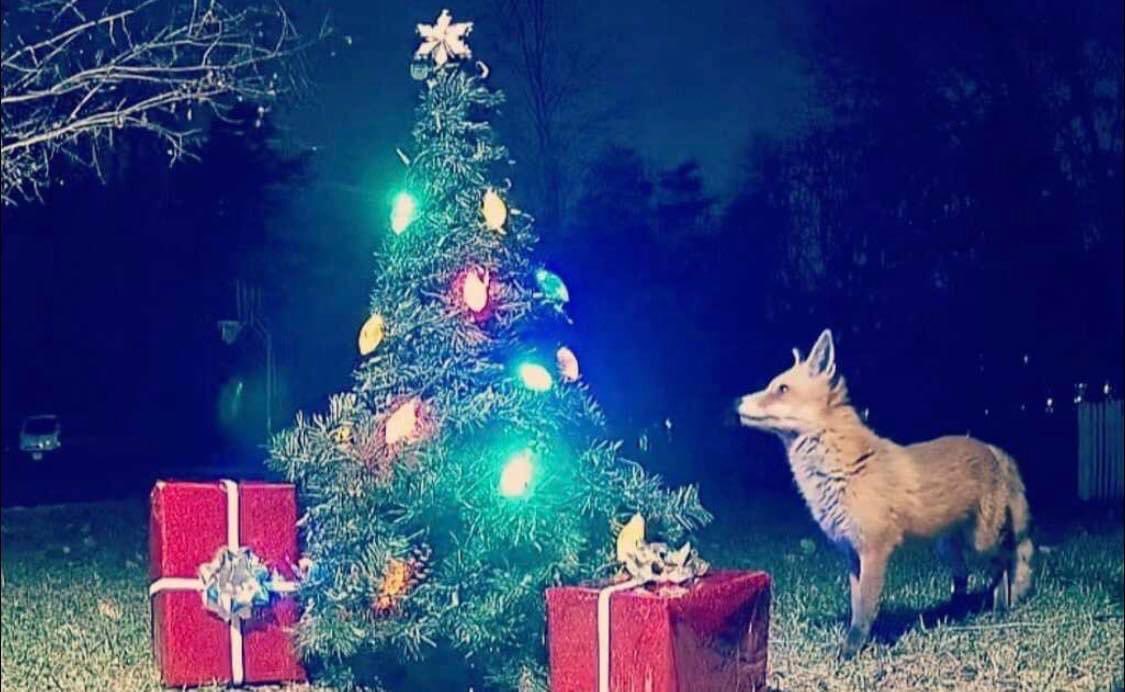 1eatherand1ace's tweet photo. Merry Christmas 🎄🎁🌟💕☃️ https://t.co/zno1sGMkkj