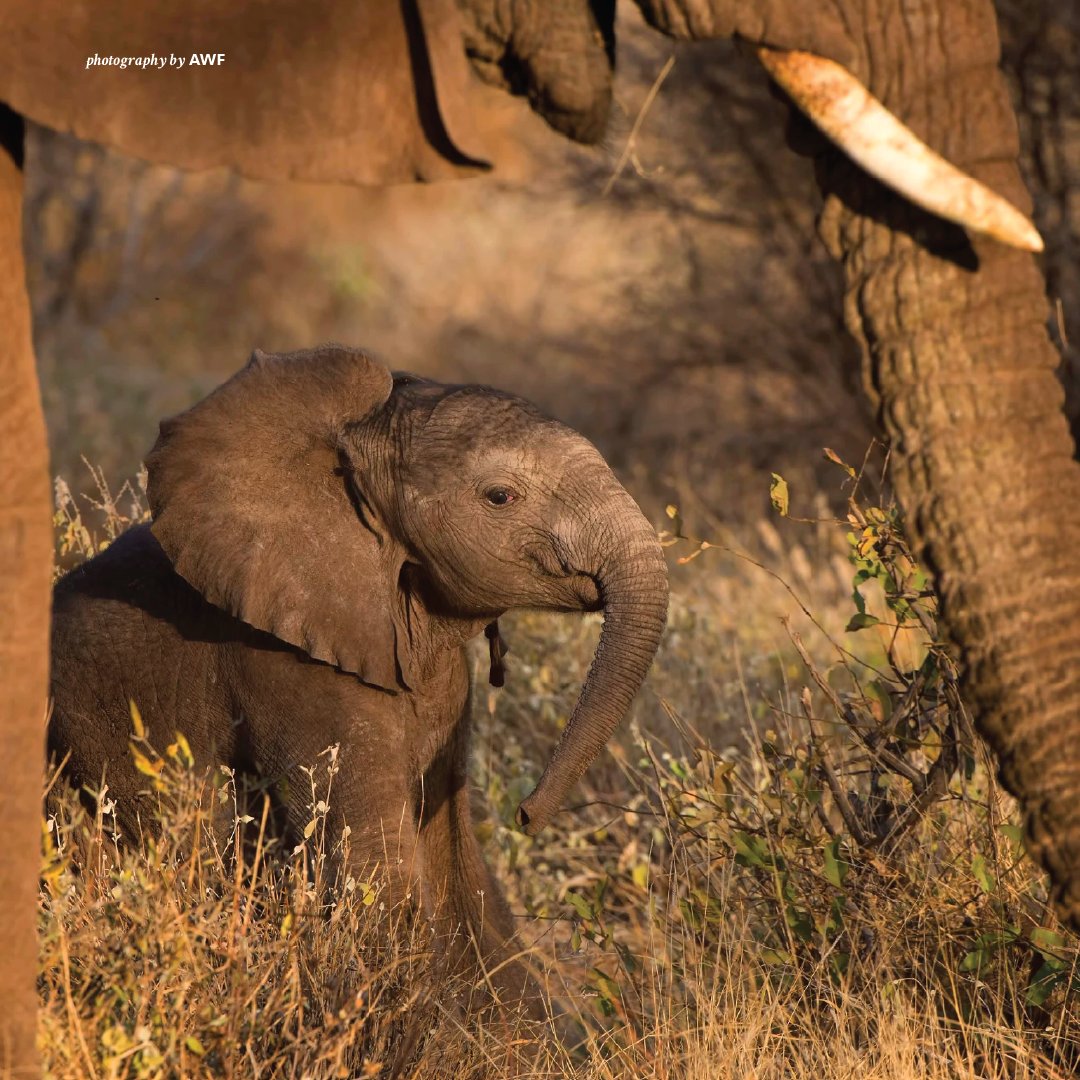 AWF_Official's tweet image. Help us #caption this photo!
