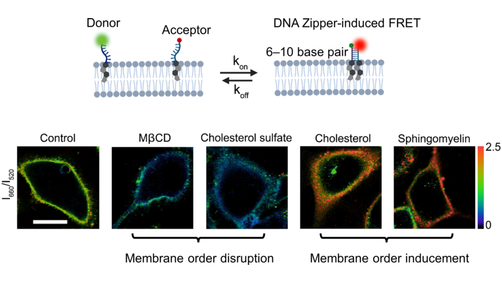 Angewandte Chemie tweet media