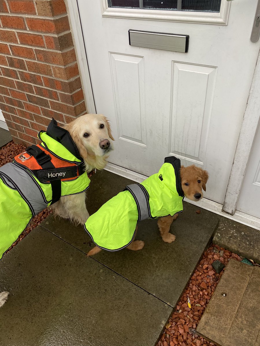 Honey &amp; Whisky trying out their new jackets on this rainy 🌧 day #GoldenRetrievers #dogsoftwitter