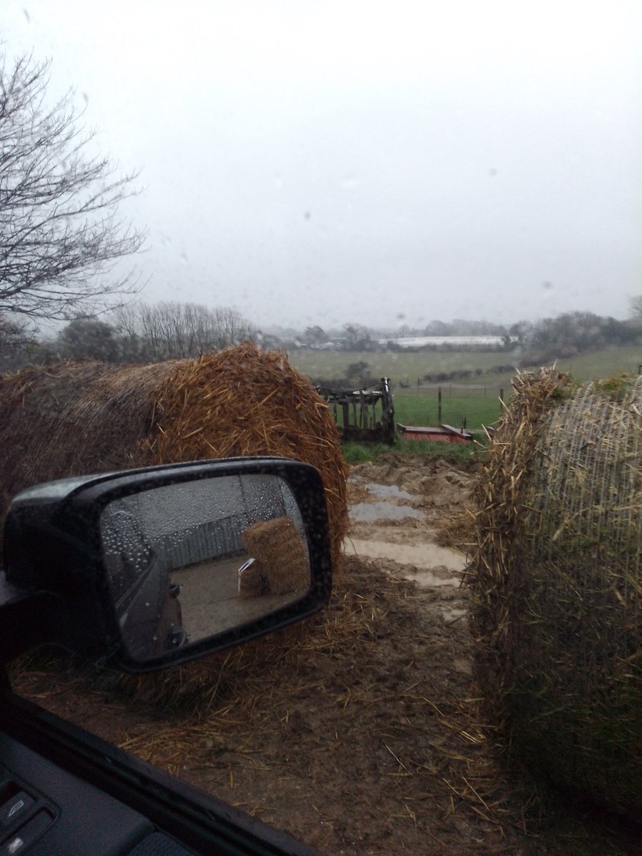 OldDorset's tweet photo. This is a proper view when shopping for your turkey 🦃😎 #Chilcotts #FreeRange https://t.co/SPx7vJERD5