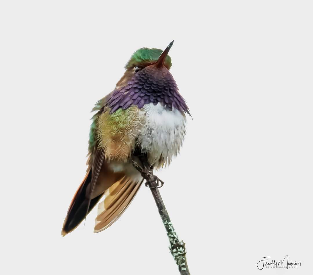 BirdExpeditions's tweet photo. Volcano Hummingbird, Costa Rica.
Join our Photography Expeditions to Costa Rica, Ecuador, Colombia &amp; Peru.
photo@freddymadrigal.com https://t.co/GRL6ijy5IA https://t.co/Bk9eZJimuQ