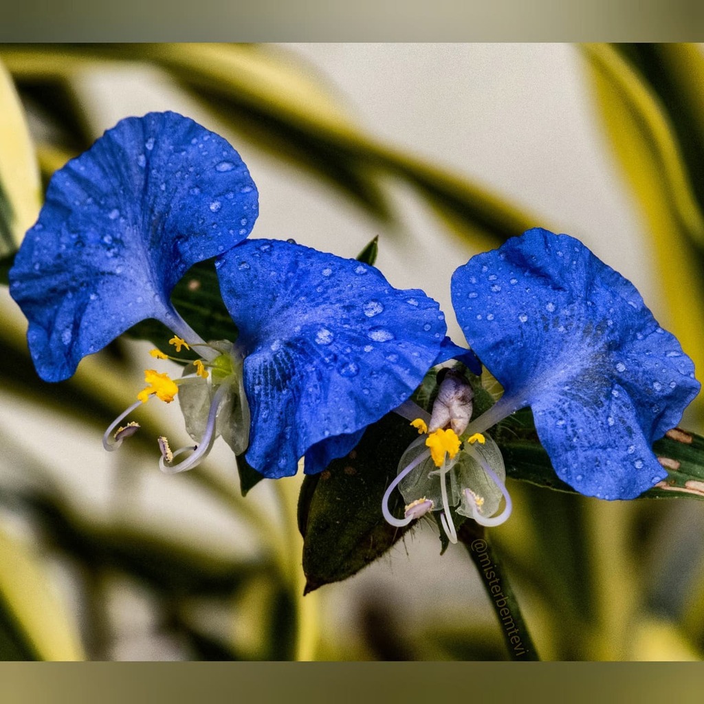 misterbemtevi's tweet photo. Flor de Trapoeraba, também conhecida como erva de Santa Luzia exibindo seu belíssimo azul depois de uma chuvinha!

😍❤️❤️

#canonsx50hs #closeup #zoom #nofilters #canonsx50 #sx50hs #trapoeraba #ervadesantaluzia #santaluzia #flor #flowers #florazul #bl… https://t.co/mNYUatKUsC https://t.co/X32w36Z2E6