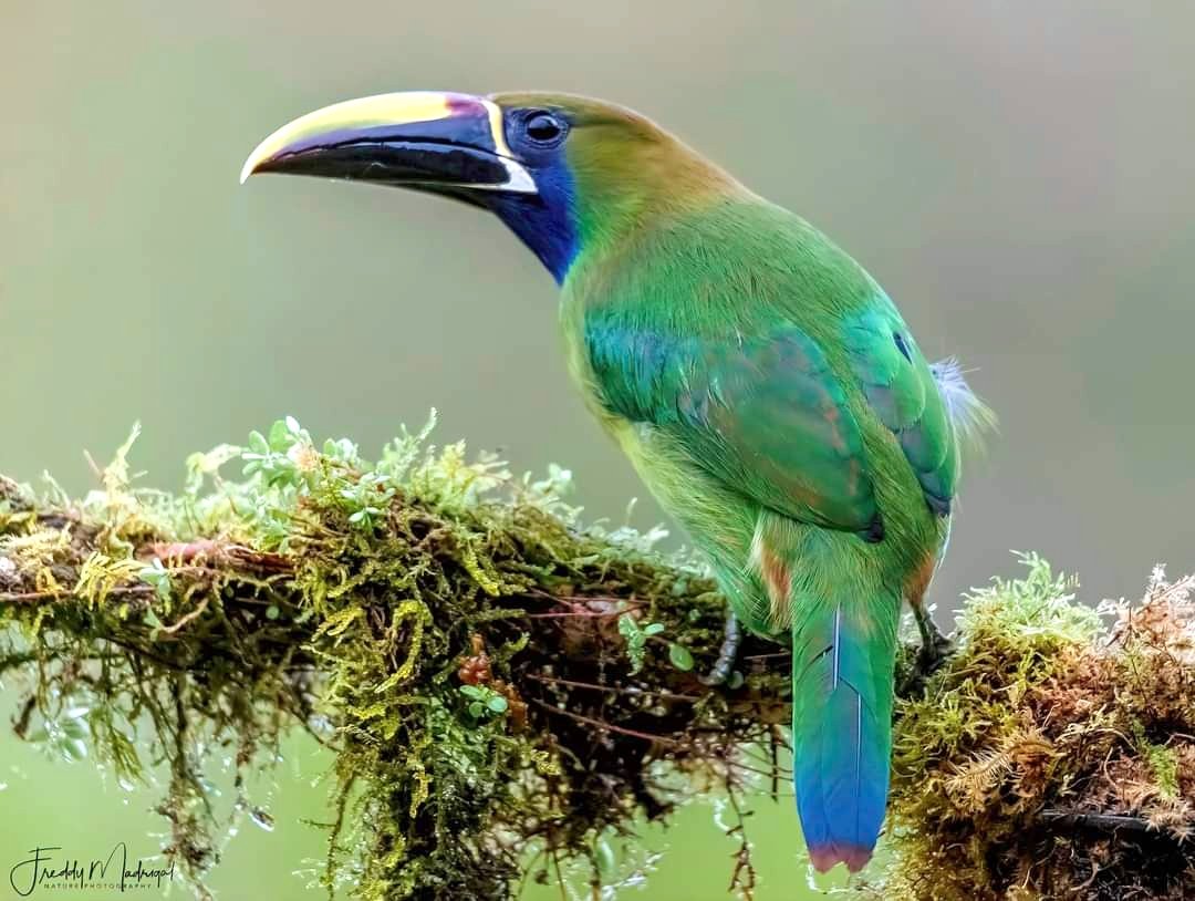 BirdExpeditions's tweet photo. Northern Emerald Toucanet, Costa Rica.
Join our Photography Expeditions to Costa Rica, Ecuador, Colombia &amp; Peru.
photo@freddymadrigal.com https://t.co/GRL6ijy5IA https://t.co/gQkm3pAdk6