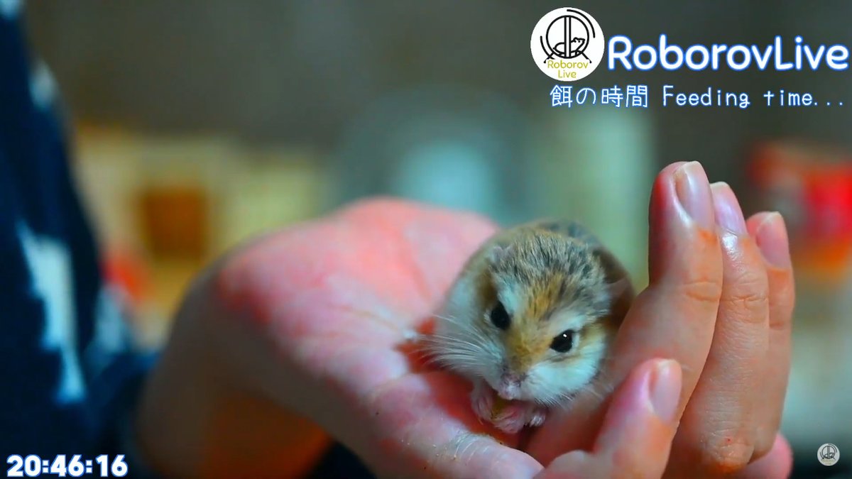 RoborovLive's tweet photo. かーわーいいい https://t.co/rYCMMipoKK
