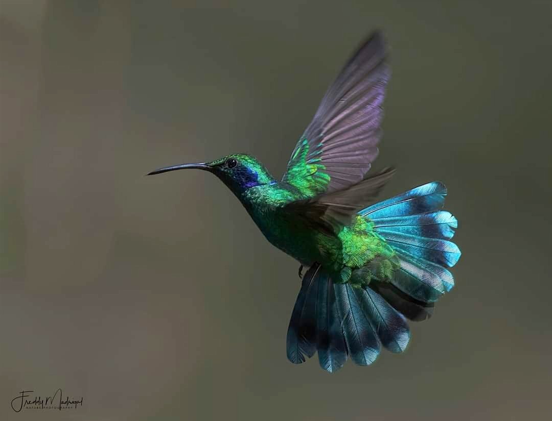 BirdExpeditions's tweet photo. Lesser Violet-ear, Costa Rica.
Join our Photography Expeditions to Costa Rica, Ecuador, Colombia &amp; Peru.
photo@freddymadrigal.com https://t.co/oRTlYjWOe6 https://t.co/Je8RPZGvGy