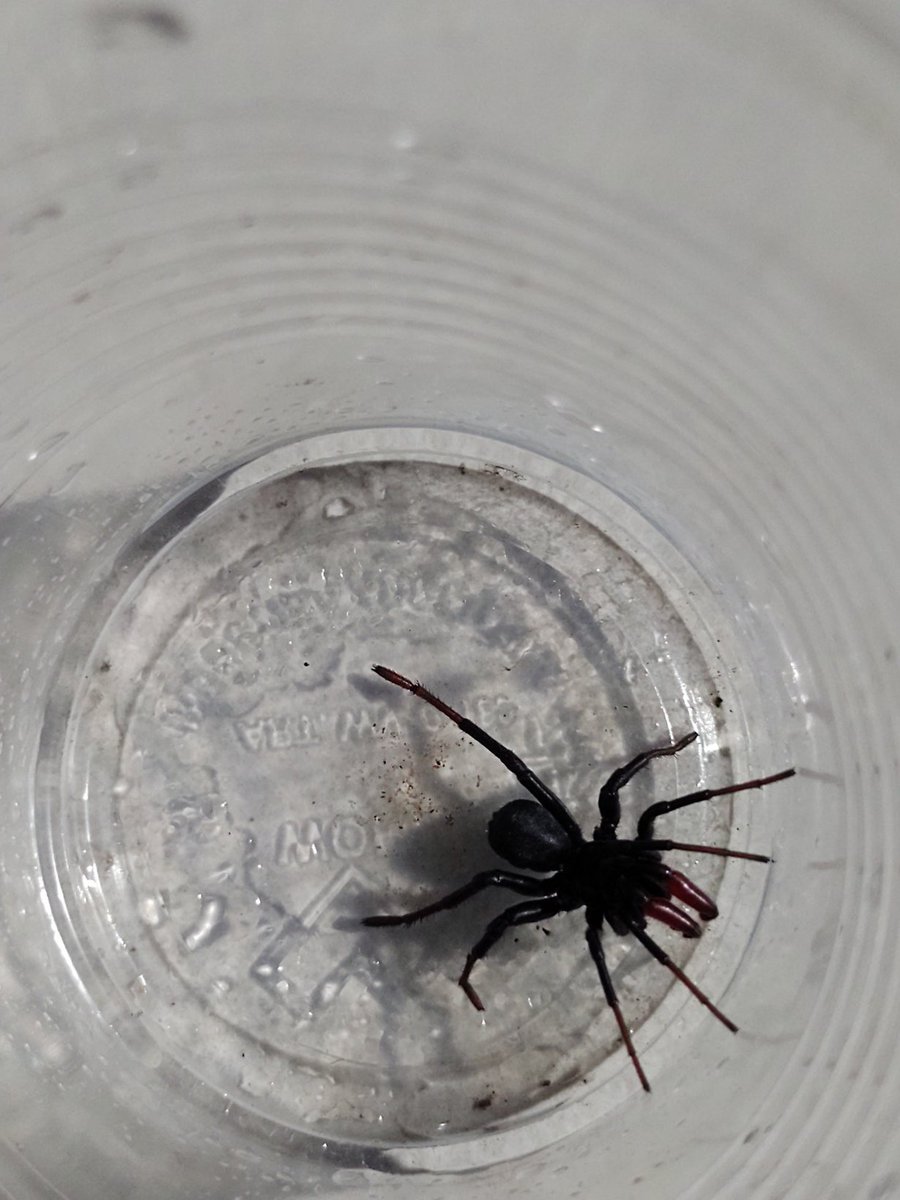 Patocrata's tweet photo. @Arachno_Cosas encontré está araña y quería saber su nombre y si es peligrosa. Gracias! https://t.co/H5OqniBLi4