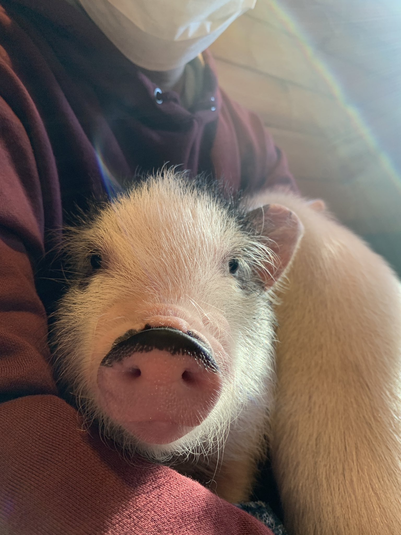 Pignicfarm Twitter Search Twitter