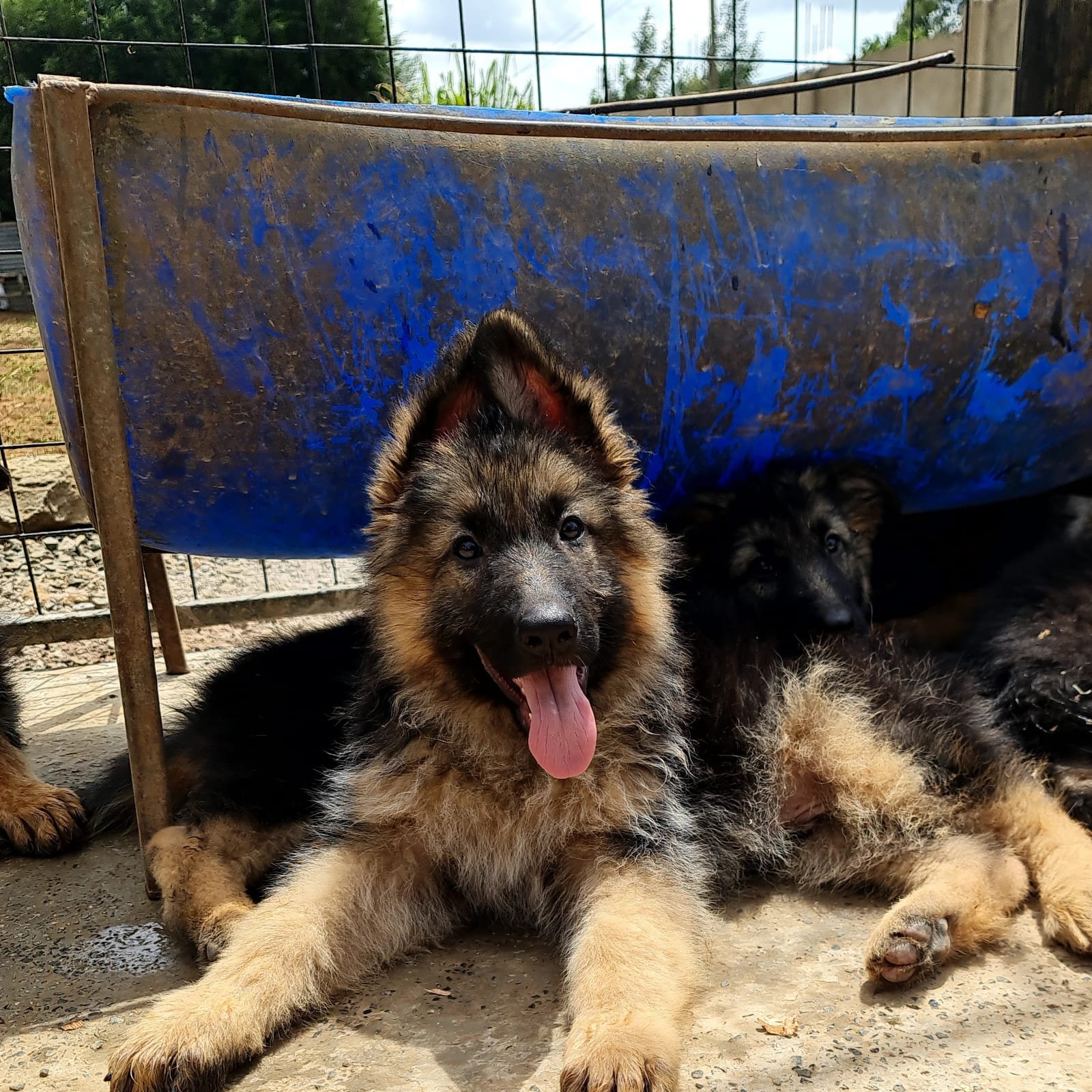 K9 Puppy Love on X German shepherd long coat puppies for sale 3 months old 35000ksh Vaccination up to date Don t forget to like and retweet https t 2uocsRfSU7 X