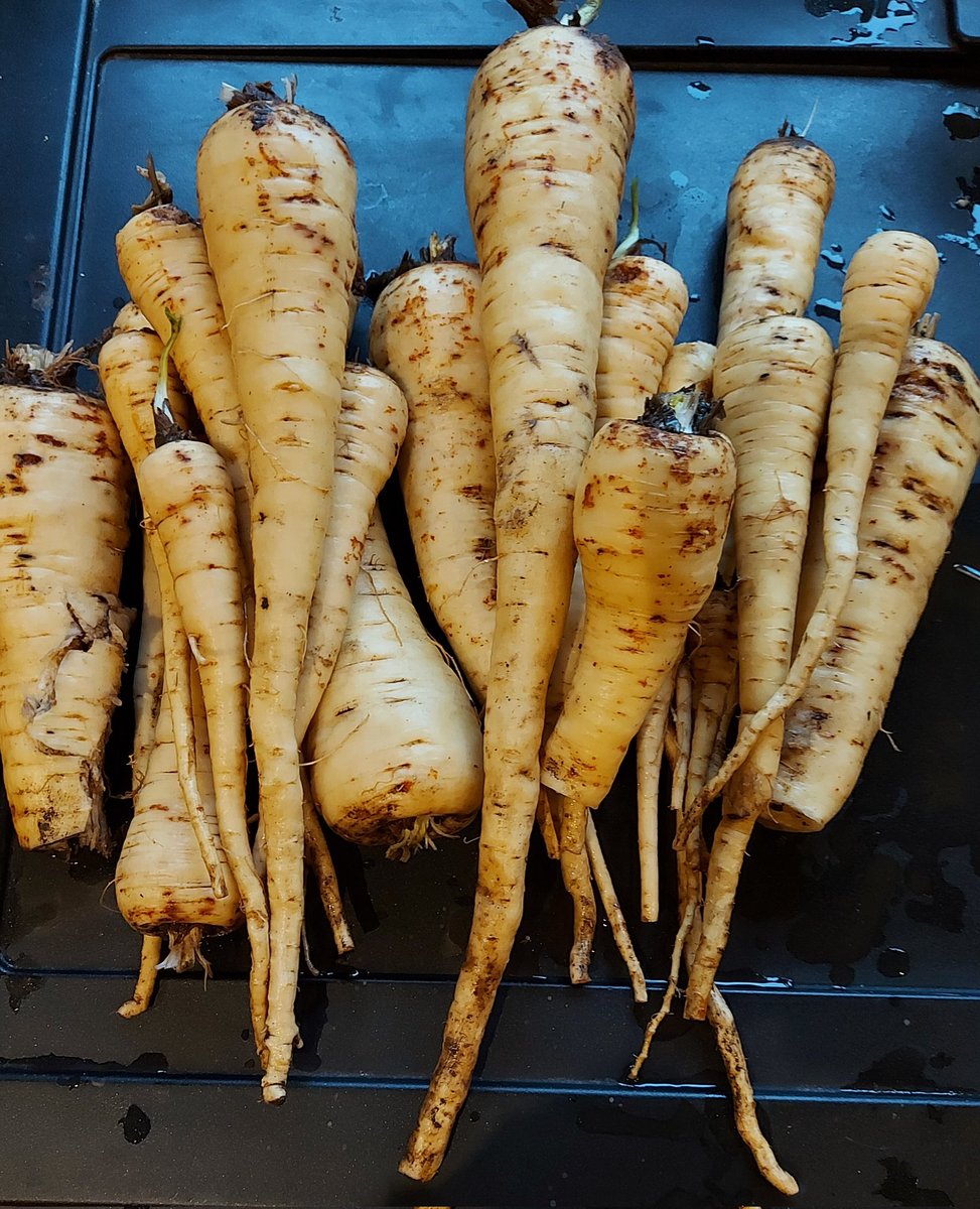 What a fantastic harvest this morning! 
The first successful year of growing parsnips. 

#toaves #parsnips #winterharvest  #allotmentlife #growyourownfood #growyourownveggies #grownfromseed #gyo